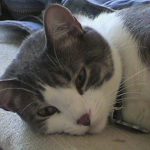 Mittens - Adopted from Orange County Animal Shelter Mittens - Adopted from Orange County Animal Shelter