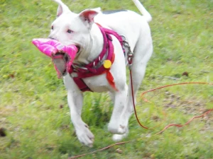 Zeva Adopted from Orange County Animal Shelter