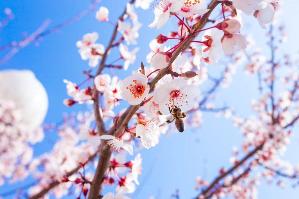 Spring is in Bloom Spring is in Bloom